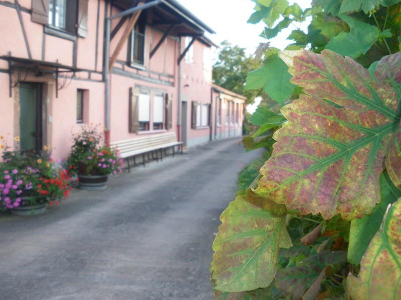Gites & Camping On The Route Des Vins Bergheim Kültér fotó