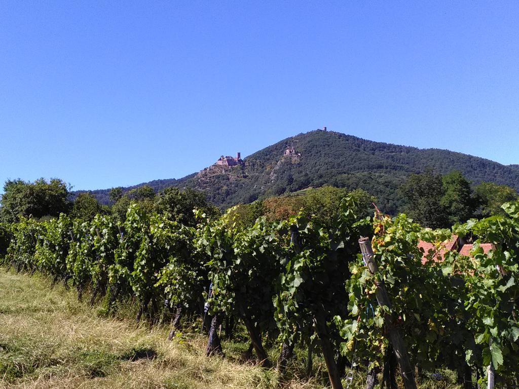 Gites & Camping On The Route Des Vins Bergheim Kültér fotó